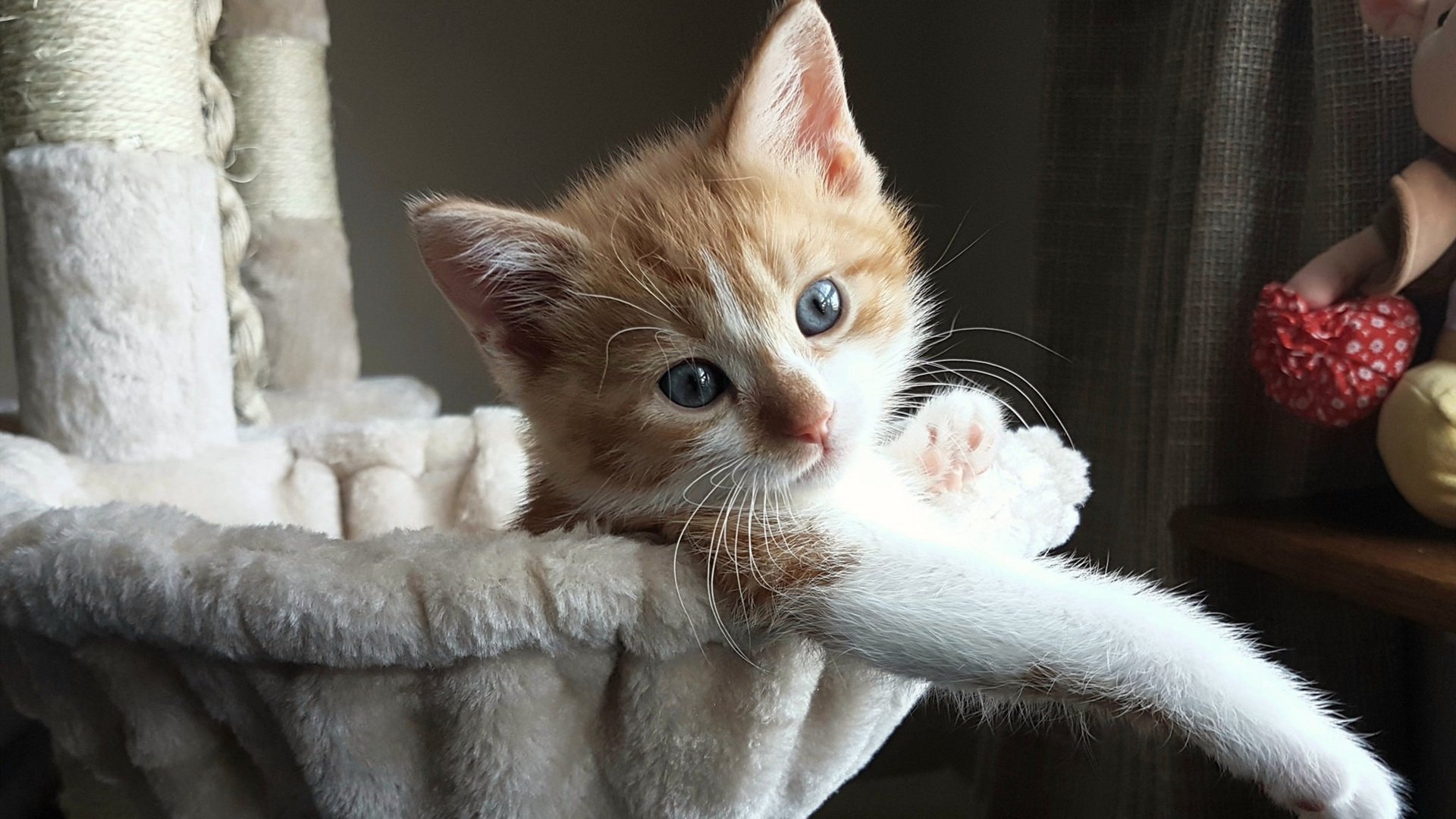 保罗神级掌控引爆全场，开拓者横扫广东队展现绝对统治力